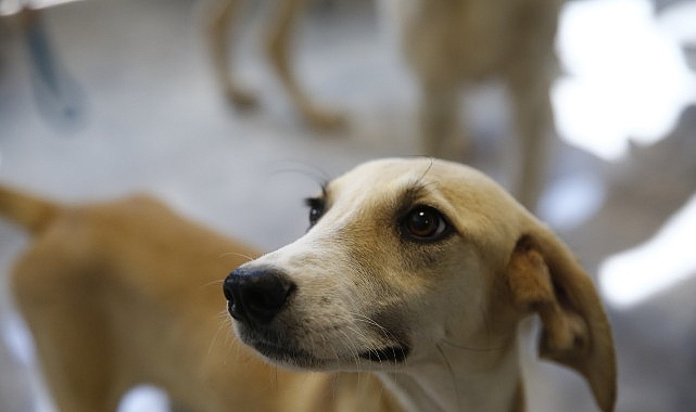 Büyükşehir’den Petshop sahiplerine ücretsiz eğitim