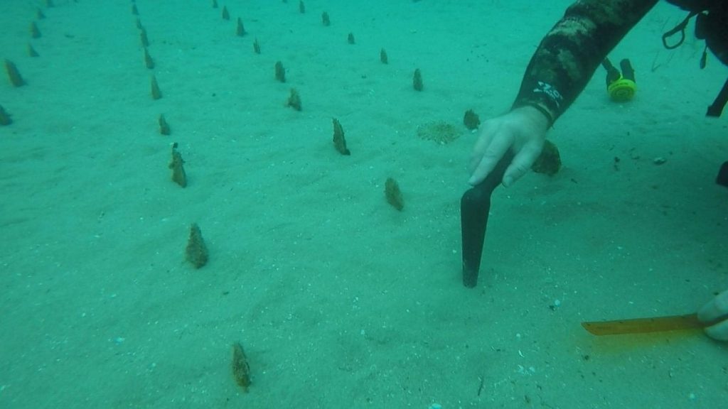 Denizin dibinde tarla kurdular: Nesli tehlike altındaki pinalar yeniden yetişiyor