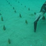 Denizin dibinde tarla kurdular: Nesli tehlike altındaki pinalar yeniden yetişiyor