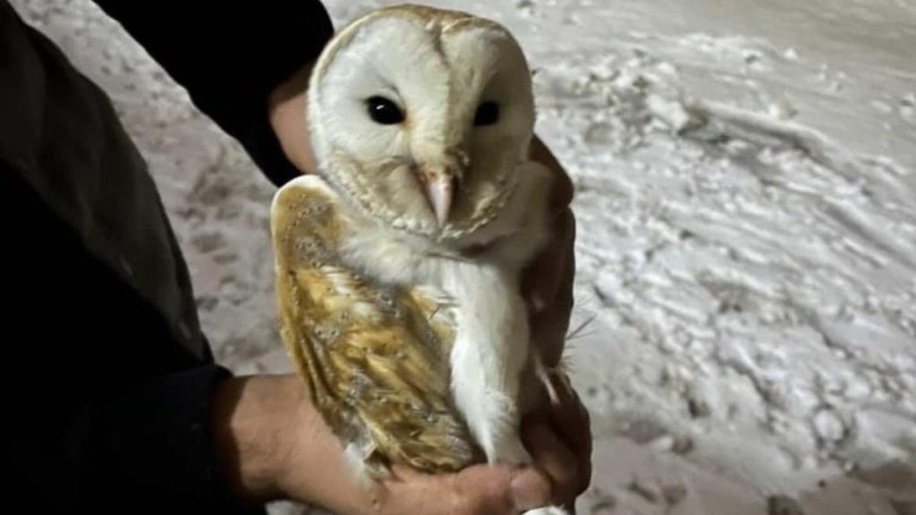 Diyarbakır’da soğuktan kaçan peçeli baykuş ahıra sığındı