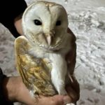 Diyarbakır’da soğuktan kaçan peçeli baykuş ahıra sığındı