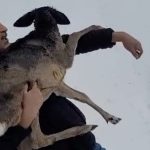 Düzce’de yaralı halde bulduğu karacaya sahip çıktı, karaca koruma altında