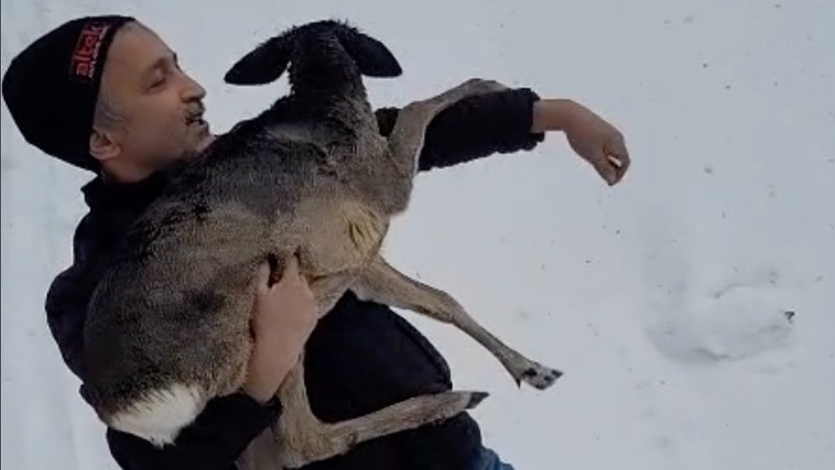 Düzce’de yaralı halde bulduğu karacaya sahip çıktı, karaca koruma altında