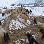 Erzincan köylerinde kış mesaisi