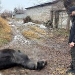 Erzincan’da at ve eşek silahla katledildi