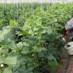 Erzincan’da kadın üreticilere sera desteği