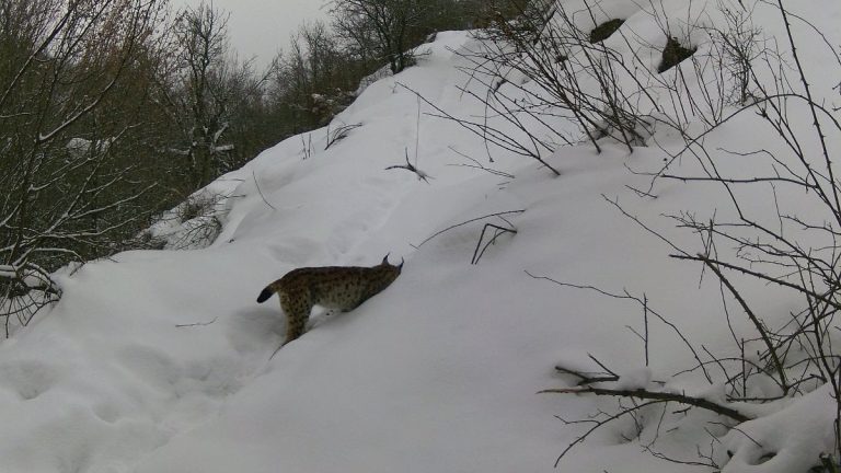 Erzincan’da yaban hayatı kayıt altında