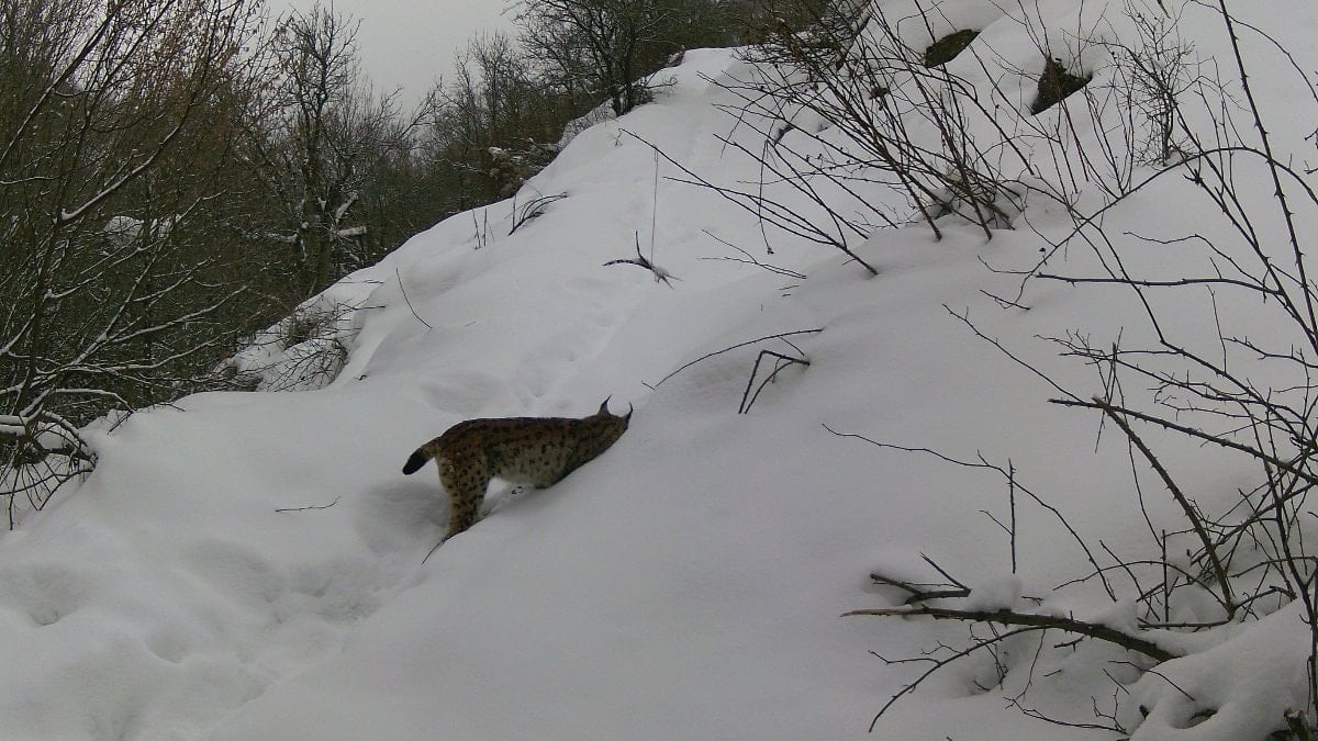 Erzincan’da yaban hayatı kayıt altında
