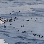 Erzurum’da Sibirya soğukları, yaban hayatını vurdu