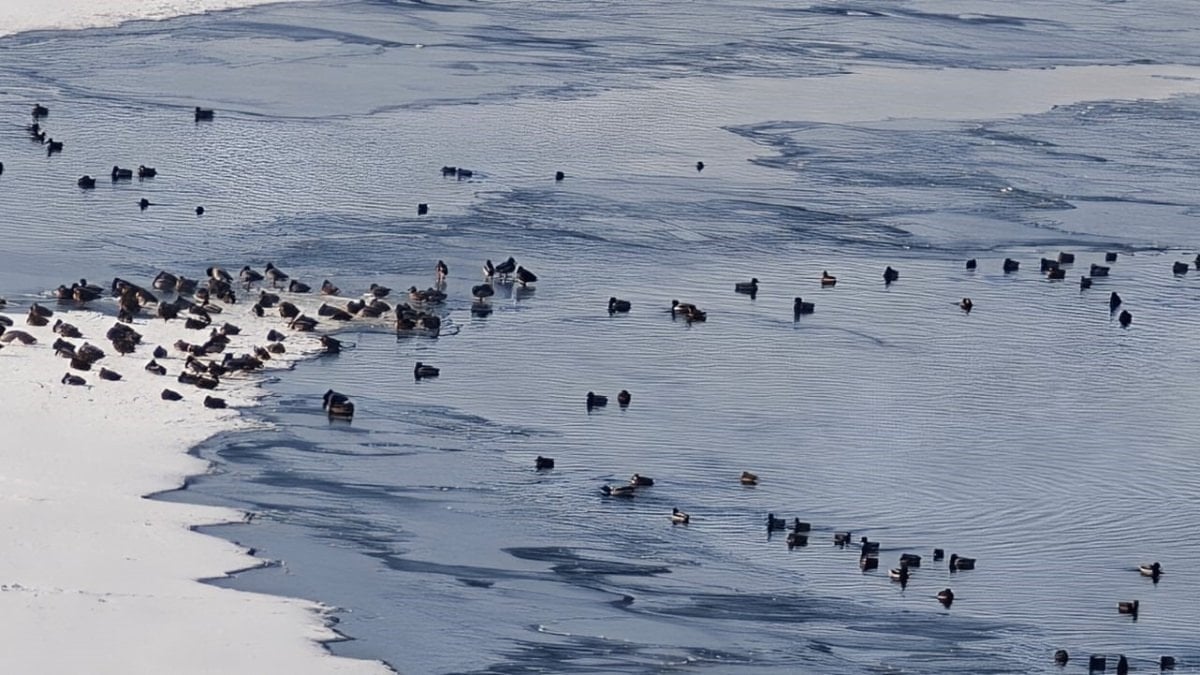 Erzurum’da Sibirya soğukları, yaban hayatını vurdu
