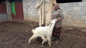 Gümüşhane’de annesinin kabul etmediği kuzuya keçilerden annelik