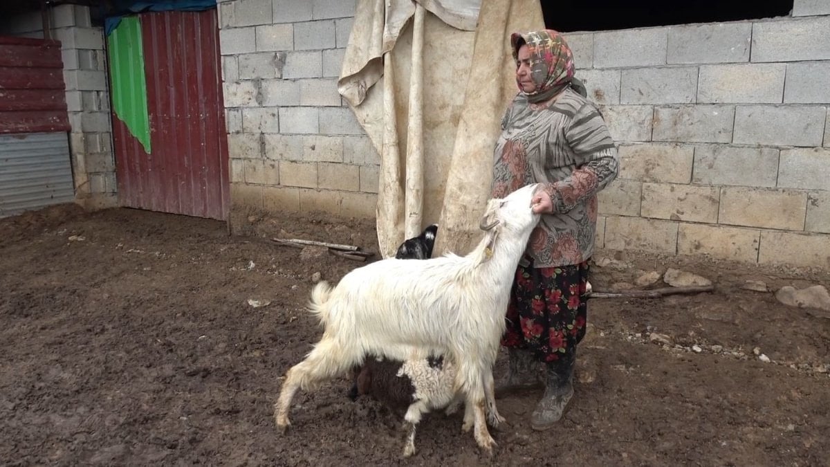 Gümüşhane’de annesinin kabul etmediği kuzuya keçilerden annelik