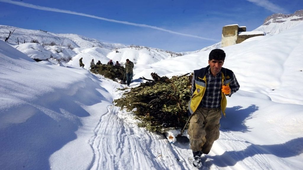 Hakkari’de besiciler kızaklarla ot taşıyor