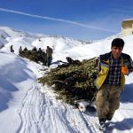 Hakkari’de besiciler kızaklarla ot taşıyor