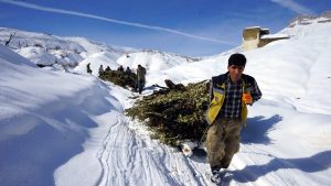 Hakkari’de besiciler kızaklarla ot taşıyor