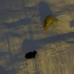 Hakkari’de tilkilerle kedinin yiyecek kapma mücadelesi