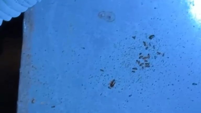 Hatay’da alışveriş merkezinde mide bulandıran görüntüler