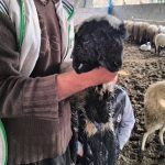 Hatay’da bir kuzu çift baş ve 4 göz ile doğdu