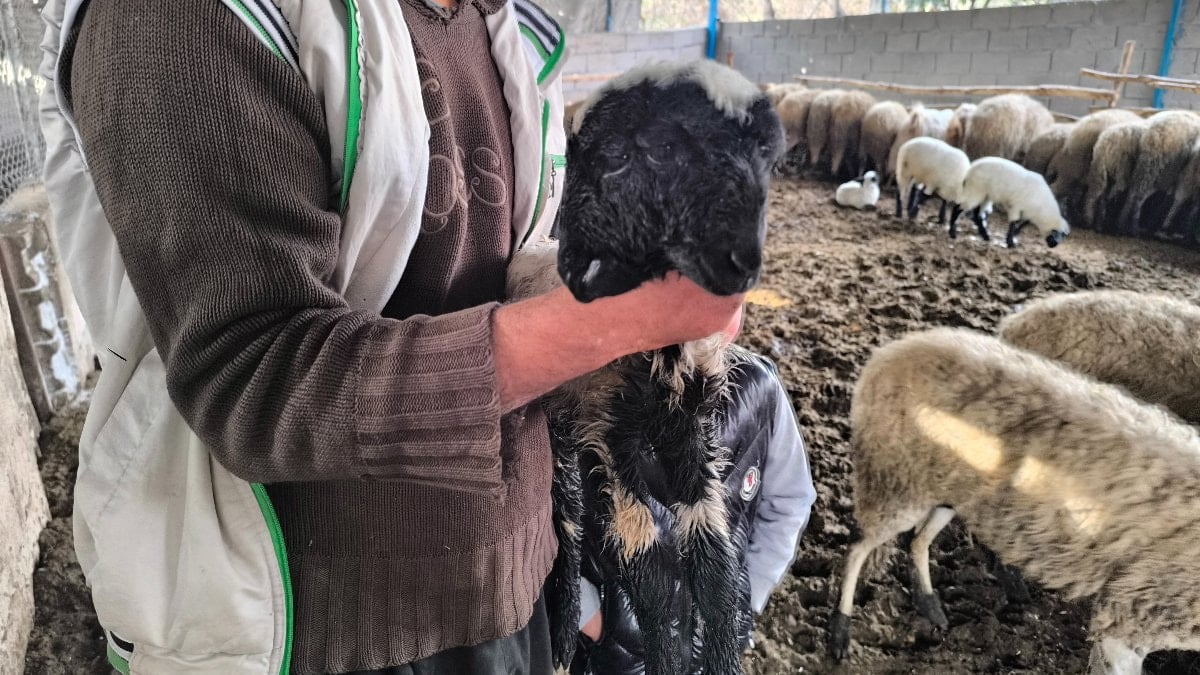 Hatay’da bir kuzu çift baş ve 4 göz ile doğdu