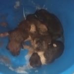 Hatay’da donmak üzere olan yavru köpeklere yardım eli