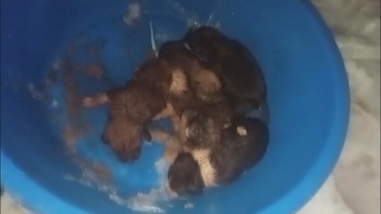 Hatay’da donmak üzere olan yavru köpeklere yardım eli