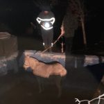 Hatay’da havuza düşen atın imdadına ekipler yetişti