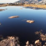 Hatay’da Milleyha Kuş Cenneti yağışlarla yeniden doldu