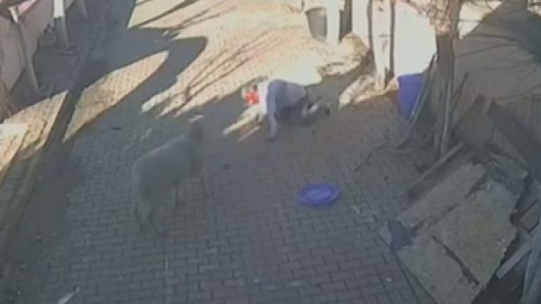 İstanbul’da bir kişinin bahçesinde beslediği koç dehşet saçtı: Kaburgaları kırıldı, kan içinde kaldı