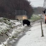 İstanbul’da yaban domuzu yol kenarına indi