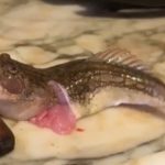 İzmir’de içi temizlenen balık dakikalarca çırpındı