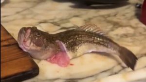 İzmir’de içi temizlenen balık dakikalarca çırpındı