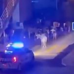 İzmir’de polisten yolu kapatan ineklere uyarı: Dağılın