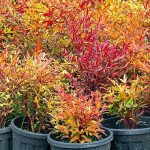 İzmir’in renkleri Büyükşehir fidanlıklarında filizleniyor