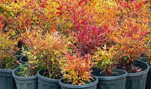 İzmir’in renkleri Büyükşehir fidanlıklarında filizleniyor