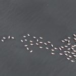 İzmit Körfezi’ne flamingo akını: Sayıları katlandı