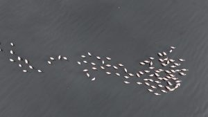 İzmit Körfezi’ne flamingo akını: Sayıları katlandı