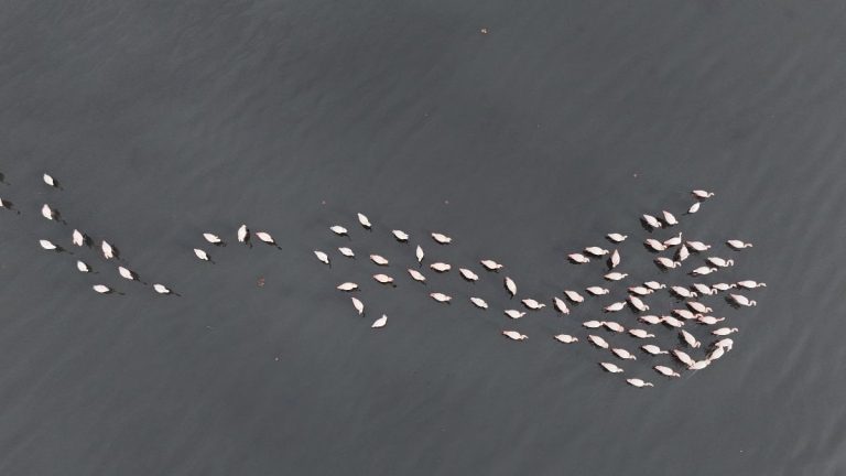 İzmit Körfezi’ne flamingo akını: Sayıları katlandı