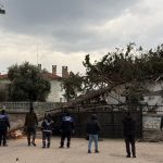 İznik’te lodos dehşeti: Dev ağaç okul bahçesine devrildi