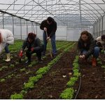 Kadın ve gençler, Büyükşehir’le tarıma kazandırılıyor