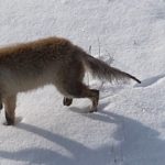 Kars’ta tilkinin dronela karşılaşması kamerada