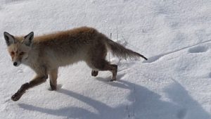 Kars’ta tilkinin dronela karşılaşması kamerada