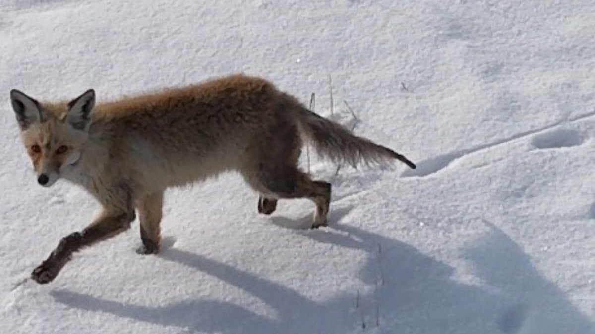 Kars’ta tilkinin dronela karşılaşması kamerada