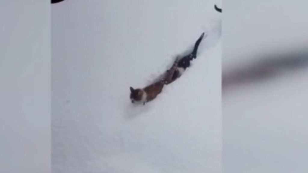 Kastamonu’da imam çağırdı, kediler karda tek sıra halinde yürüdü