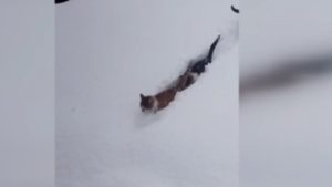 Kastamonu’da imam çağırdı, kediler karda tek sıra halinde yürüdü