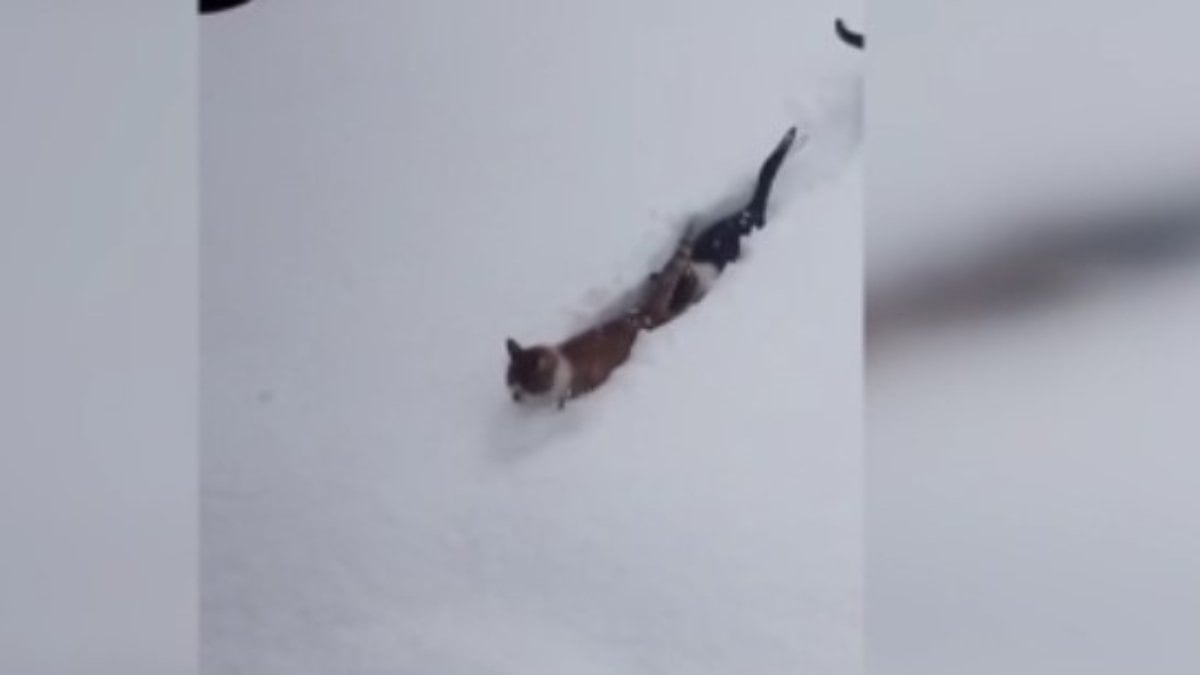 Kastamonu’da imam çağırdı, kediler karda tek sıra halinde yürüdü