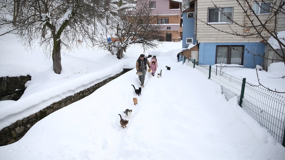 Kastamonu’da kar altındaki köyde merhamet hikâyesi: İmam kedileri aç bırakmıyor