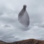 Kırıkkale’de sığırcık sürüsünden gökyüzünde görsel şölen