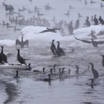 Kızılırmak’ta karabatak şöleni
