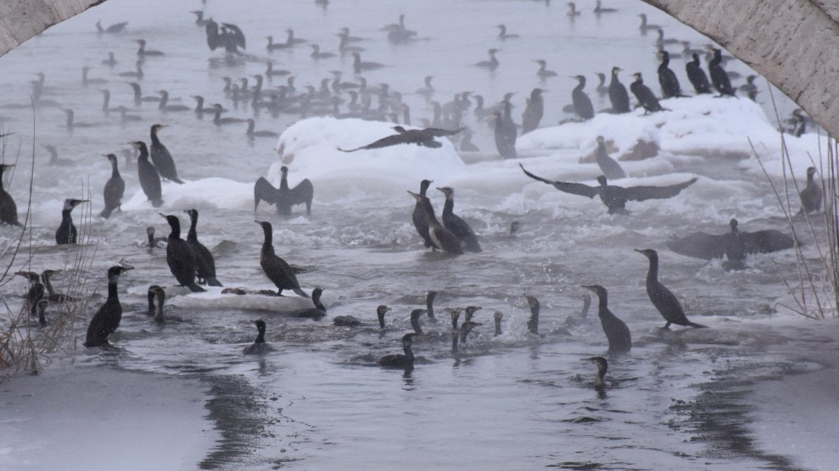 Kızılırmak’ta karabatak şöleni