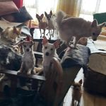 Kocaeli’de ekipler bir evden 55 hayvanı kurtardı